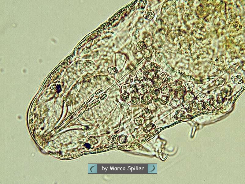 Tardigradi: esseri indistruttibili nello spazio